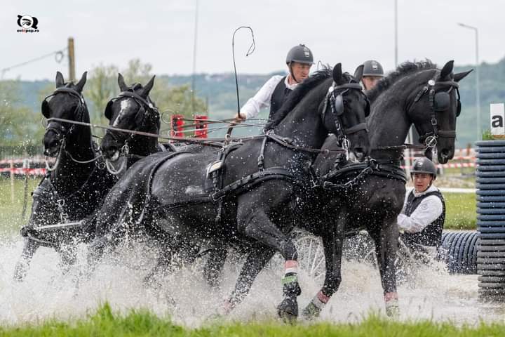 Oșorheiul, capitala atelajelor. Campion mondial, cai spectaculoși și concurenți din trei țări, la cea mai mare competiție din România