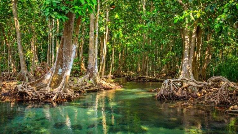 Pădurile de mangrove în pericol