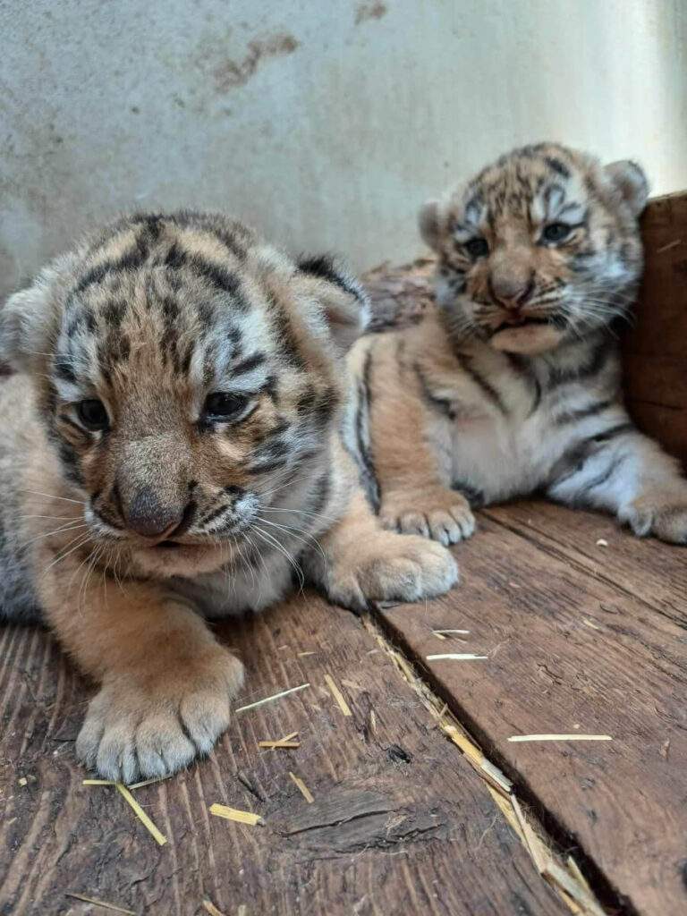 Doi puișori de tigru siberian au venit pe lume la Zoo Oradea
