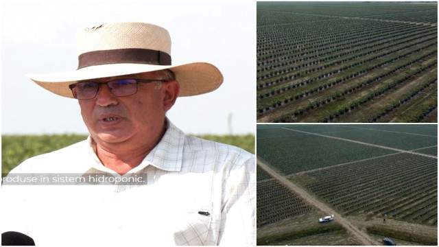 Teodoro s-a mutat din Chile în România şi deţine una dintre cele mai profitabile plantaţii. A investit 100.000 de euro