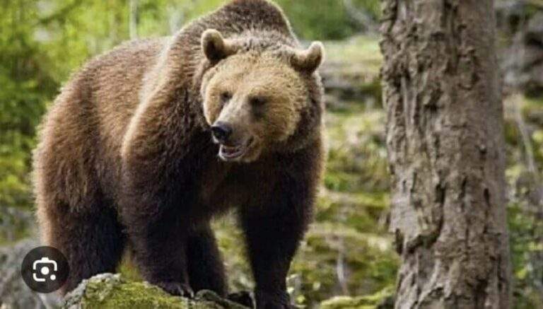 Momente şocante în Munţii Bucegi. O turistă de 19 ani a fost ucisă de un urs, care a târât-o în pădure. Animalul a fost împuşcat