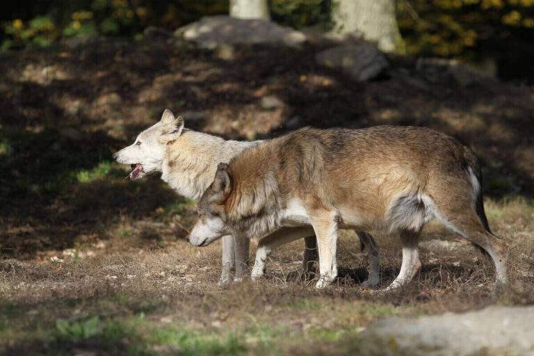 Lupii atacă animalele din Bihor. O haită de lupi a ucis doi berbeci și a rănit alții cinci în satul Groși