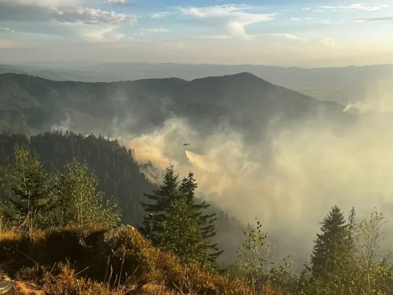 A luat pădurea foc. Vezi în ce zonă din Bihor