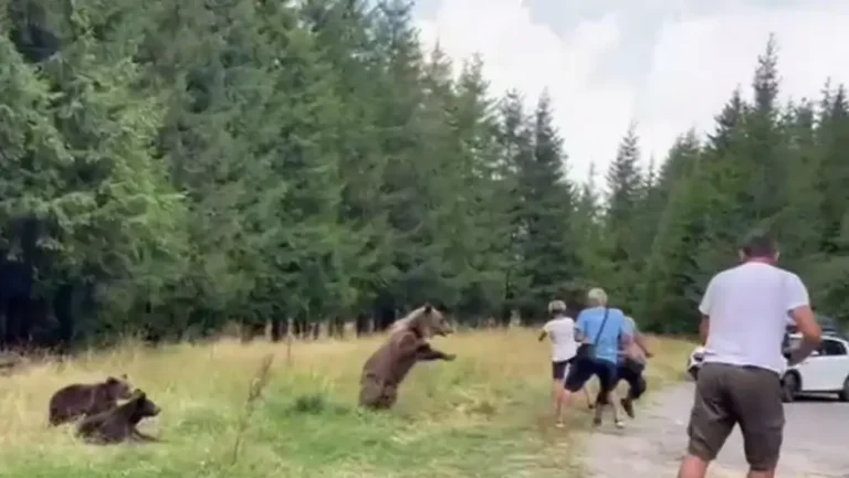 O ursoaică cu trei pui s-a repezit la turiștii care s-au apropiat de ea ca să-i facă poze, pe Transfăgărășan