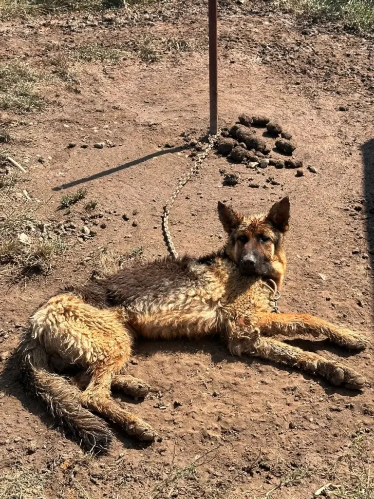 Un câine maltratat din Bihor, salvat de Poliția pentru Protecția Animalelor. Proprietarul amendat cu 6.000 de lei