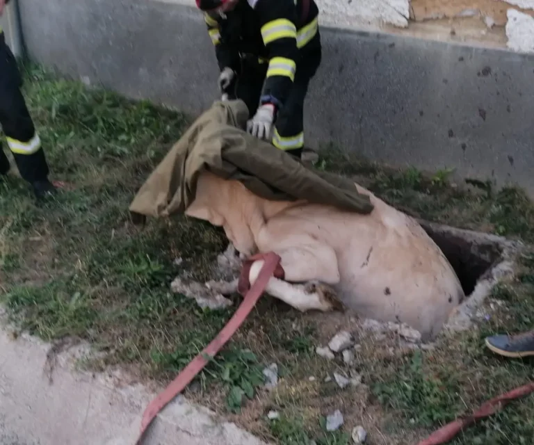 Bovină salvată de pompieri, după ce a căzut într-un decantor
