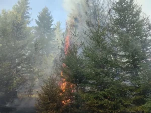 ISU-Incendiul din zona Budureasa-Stâna de Vale a fost stins-01