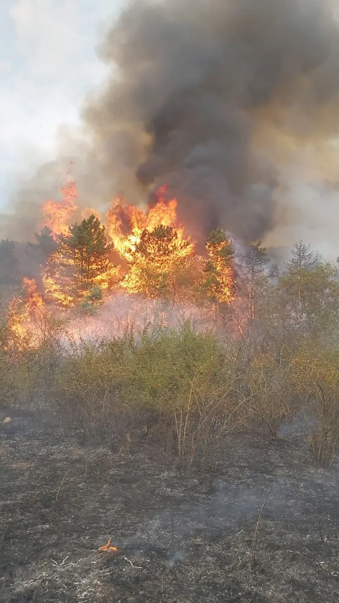 Incendiu masiv de vegetație uscată și de pădure în localitatea Vintere