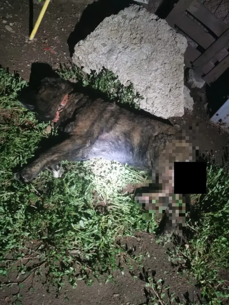 Monstrul din Bihor. Reținut după ce a încercat să incendieze un câine și a amenințat o femeie în vârstă