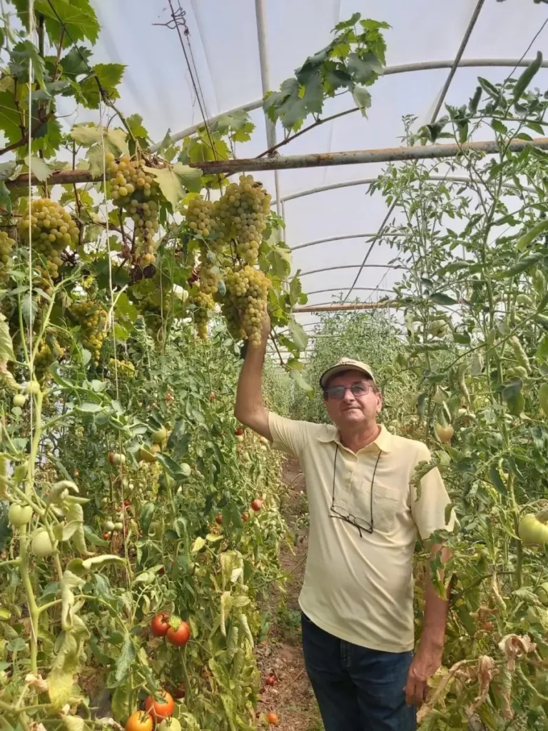 Profesorul Mihai Cărbunar, legumicultor pasionat, cultivă struguri de masă ecologici în solar