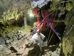 Salvaspeo-Cățelul Bobiță, salvat dintr-o peșteră din Bihor-04