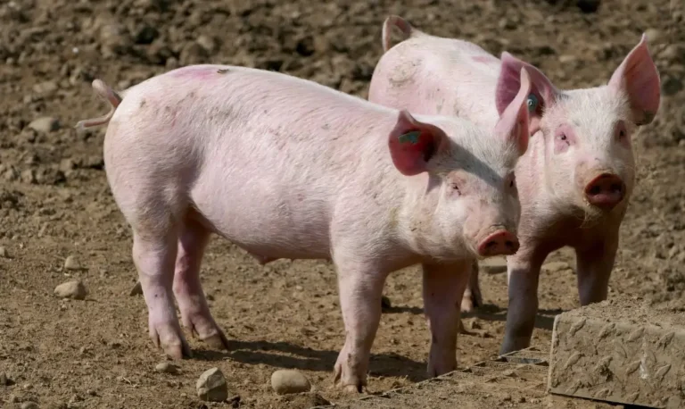 Focare de pestă porcină africană la porcii domestici din județul Bihor: 19 focare active