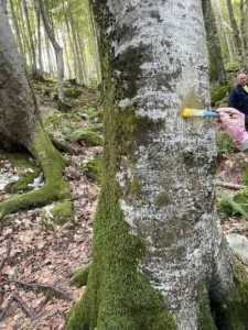 salvamont 5-Un bărbat a căzut de la înălțime în zona Vârtop