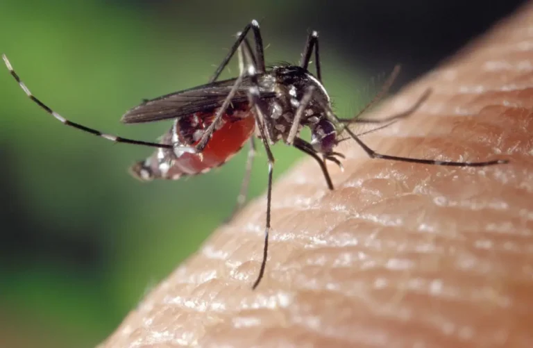 Alertă de sănătate publică. DSP Bihor intensifică măsurile împotriva răspândirii Virusului West Nile