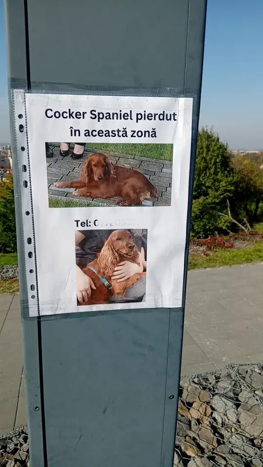 Câine pierdut, salvat dintr-un canal colector de pompierii orădeni