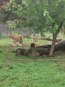 Eveniment dedicat părinților adoptivi la Zoo Oradea-10