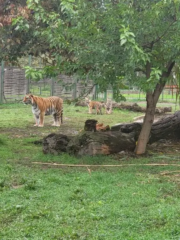 Cum funcționează Aquapark Nymphaea, Zoo, piețele și celelalte unități ADP de 1 mai
