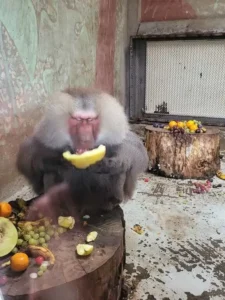 Eveniment dedicat părinților adoptivi la Zoo Oradea-11
