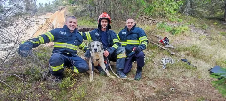 Pompierii au salvat un câine căzut în Groapa Ruginoasă. Un pompier a escaladat timp de o oră pentru a-l scoate de pe versant