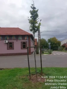 Un sfert din arborii plantați în Oradea s-au uscat în ultimii trei ani-01