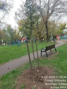 Un sfert din arborii plantați în Oradea s-au uscat în ultimii trei ani-02 Foto: PMO