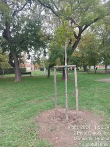 Un sfert din arborii plantați în Oradea s-au uscat în ultimii trei ani-03