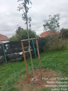Un sfert din arborii plantați în Oradea s-au uscat în ultimii trei ani-04
