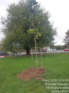 Un sfert din arborii plantați în Oradea s-au uscat în ultimii trei ani-05