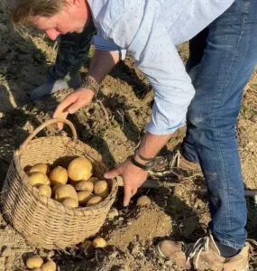 „Cartofii din Șinteu au un gust mai bun decât oriunde ați încerca în altă parte”-01