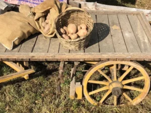 „Cartofii din Șinteu au un gust mai bun decât oriunde ați încerca în altă parte”-13