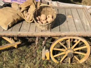 „Cartofii din Șinteu au un gust mai bun decât oriunde ați încerca în altă parte”-15