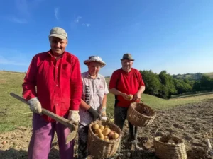 „Cartofii din Șinteu au un gust mai bun decât oriunde ați încerca în altă parte”-18