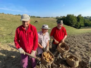 „Cartofii din Șinteu au un gust mai bun decât oriunde ați încerca în altă parte”-20