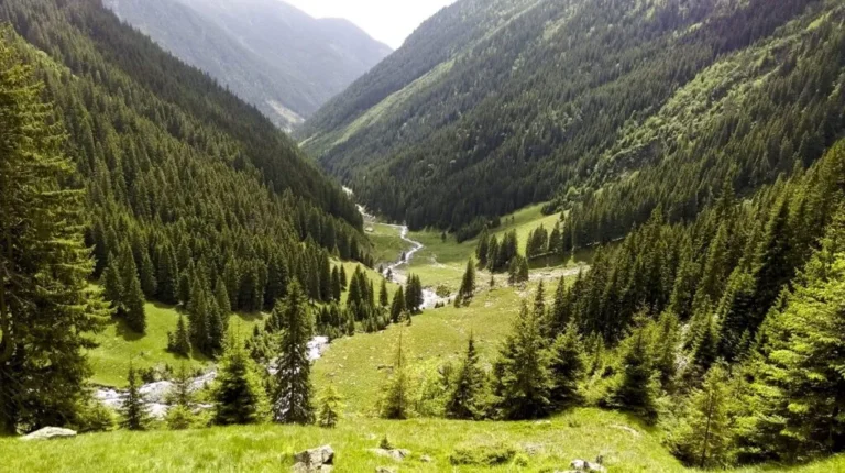 Pe urmele urșilor în Apuseni, traseul de legendă, Stâna de Vale – Vârful Buteasa! Vegetația subalpină este senzațională!