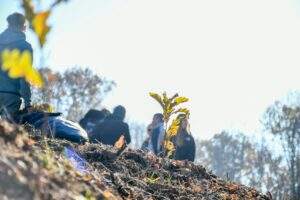 bihorul planteaza (15)