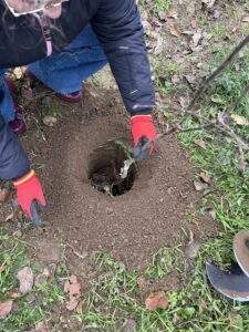 plantare 1