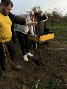 plantare 11