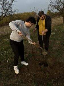 plantare 12