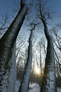 Morvay-Szabó Edina Eva EFIAP (RO) - Înainte de apus Morvay-Szabó Edina Eva EFIAP (RO) - Înainte de apus