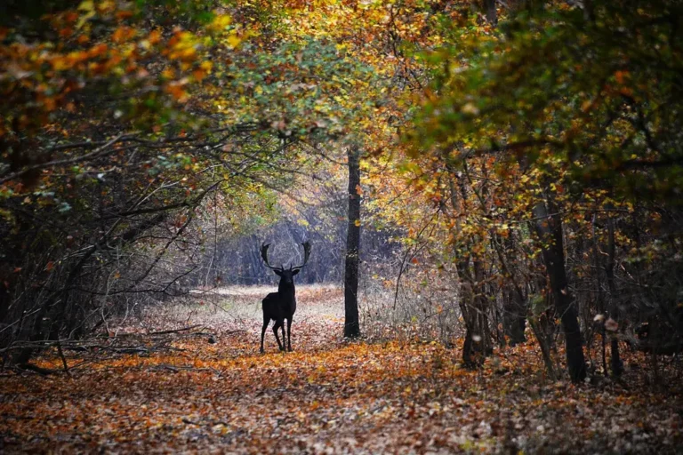 Rezultatele Concursului Internațional de Artă Fotografică „Ce te legeni, codrule?”