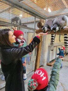 craciun zoo (11)