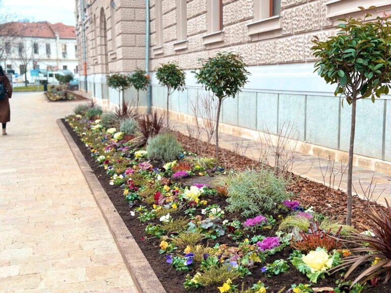 Au fost plantate flori în centrul Oradiei și în Calea Aradului