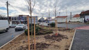 plantare copaci (1)