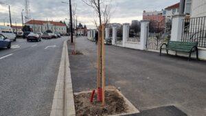 plantare copaci (7)