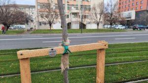 plantare copaci (8)