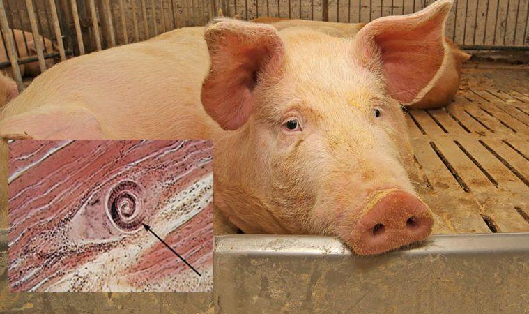 Sărbători fără riscuri. Cum să prevenim trichineloza la sacrificarea porcilor?
