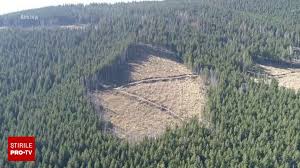 CEDO obligă statul român să retrocedeze 17.000 de hectare de pădure sau să plătească despăgubiri de 61,5 de milioane de euro