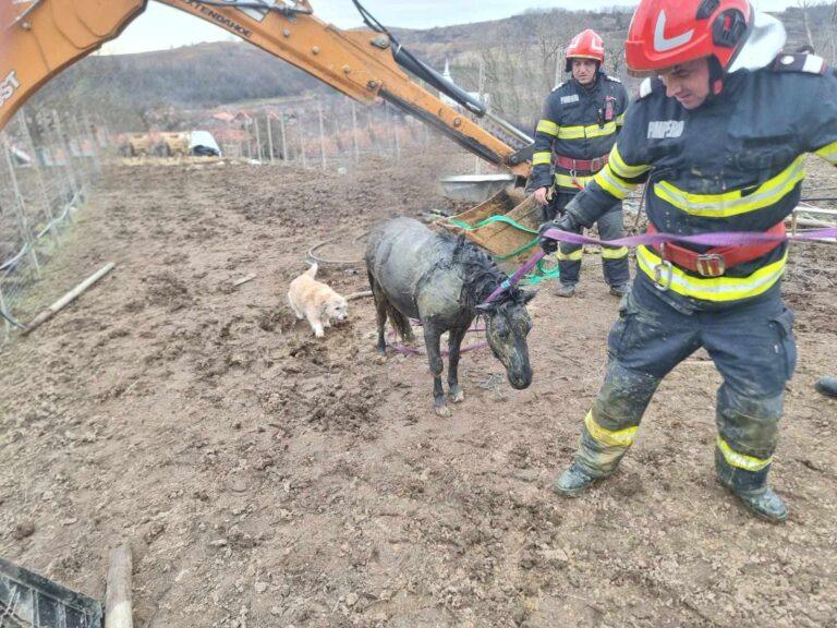 Ponei gestant salvat de pompieri dintr-o fântână adâncă în satul Burzuc