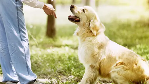 Câinii adoptați de la adăpostul „Grivei” vor putea fi dresați gratuit