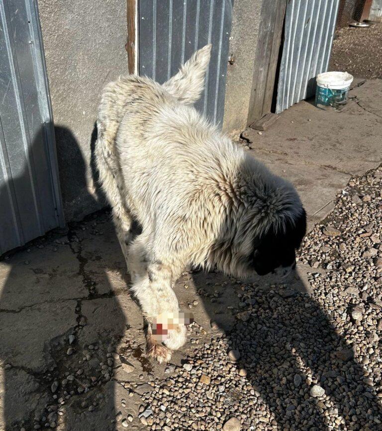 Poliștiștii din Bihor au salvat un câine aflat în pericol. Proprietara animalelor a fost amendată cu 13.000 de lei